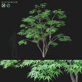 Maple palm tree | Acer palmatum