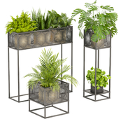 Collection plant vol 375 banana - pothos - fern - palm - monstera