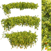 Collection plant vol 376