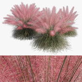 Muhlenbergia Capillaris - Pink Muhly Grass 02