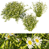 Collection plant vol 377 - bush - Camomile - leaf - floower