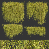 Collection plant vol 378 -outdoor - ivy - leaf - bush