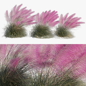 Muhlenbergia Capillaris - Pink Muhly Grass 03