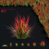 Imperata cylindrical ornamental grass | Imperata cylindrical