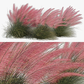 Muhlenbergia Capillaris - Pink Muhly Grass 04