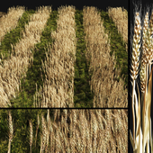 set_ Grass with Wheat 08_arc
