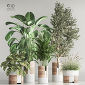 Indoor Plant Set 76