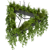 Collection plant vol 381 - pothos - hanging - ampelous