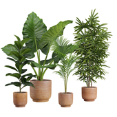 Indoor Plants Pack 26