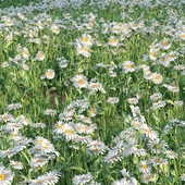 Grass set with chamomile flower