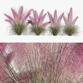 Muhlenbergia Capillaris - Pink Muhly Grass 05