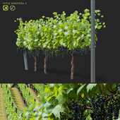 Grapes cultivated | Vitis vinifera v2