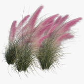 Muhlenbergia Capillaris - Pink Muhly Grass 06