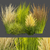 Collection plant vol 310 - grass - outdoor Switchgrass - Northwind