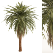 Tree (Palm Tree) No.6