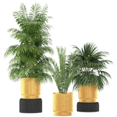 indoor flower pot set  3 plant