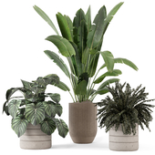 Indoor Plants In Concrete Pots - Set 1019