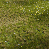 Field overgrown with grass and flowers