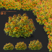 Fieldfare bushes | Sorbaria sorbifolia v3