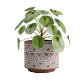Pilea Peperomioides Chinese Money Plant