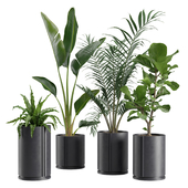 Indoor Plants Pack 27