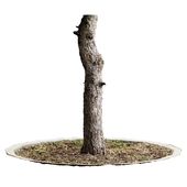 Ствол дерева | 3d scan