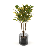 Ficus rubbery variegata (Ficus elastica variegata)