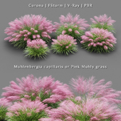 Set of Muhlenbergia capillaris ornamental grass