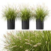 Pennisetum in modern planters