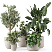 Indoor Plants  in rusty Concrete Pot - Set 1058