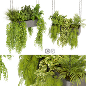 Collection plant vol 391  - pothos - hanging - ampelous - fern