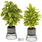 Collection plant vol 393