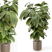 Indoor Plant in Natural Rattan Pot on Wood Base  - Set 1071