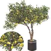 Lemon Tree 01