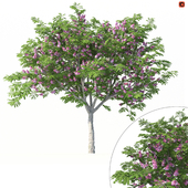 Дерево Кассия Яванская No 1 с розовыми цветами (Corona)