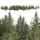 spruce forest trees