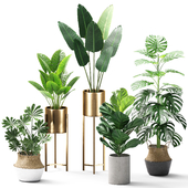 Indoor plants set 04