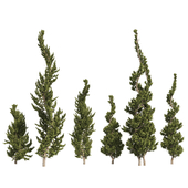 6 Conifer Topiary Trees