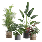 Indoor Plant Pack 29