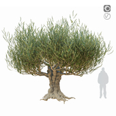 Старое оливковое дерев 2