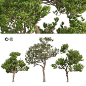 Winter & Summer Pinus Pinea Trees