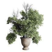 Old Olive Tree in dirty concrete pot - outdoor plant 136