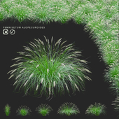 Pennisetum foxtail ornamental grasses | Pennisetum alopecuroides