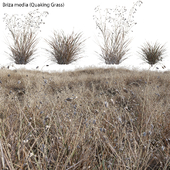 Briza media - Quaking Grass 03