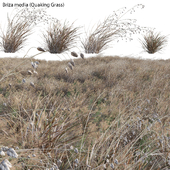 Briza media - Quaking Grass 04