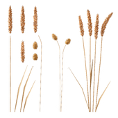 Set - Wheat