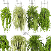 Collection plant vol 404 - pothos - hanging - ampelous - ivy
