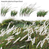 Imperata cylindrica - Cogon Grass 02