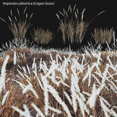 Imperata cylindrica - Cogon Grass 03