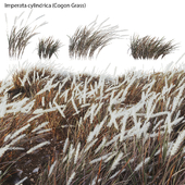 Imperata cylindrica - Cogon Grass 04
